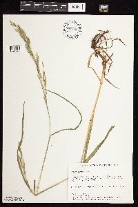 Bromus inermis image