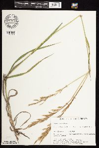 Bromus inermis image