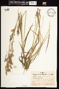 Bromus inermis image