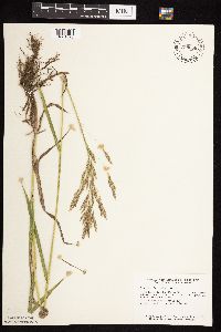 Bromus inermis image