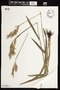 Bromus inermis image