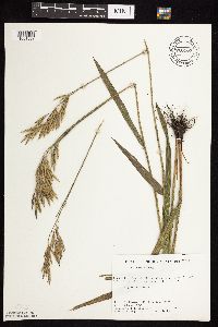 Bromus inermis image