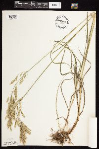 Bromus inermis image