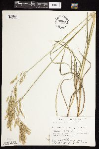Bromus inermis image