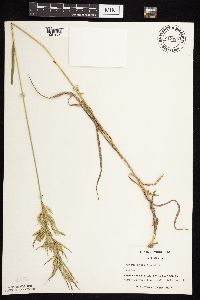 Bromus inermis image