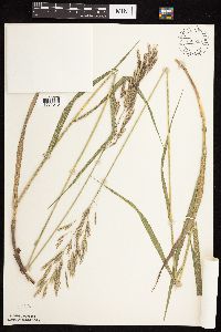 Bromus inermis image
