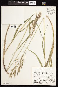 Bromus inermis image
