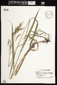 Bromus inermis image