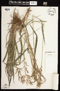 Bromus inermis image