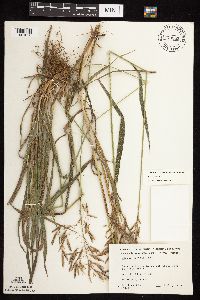 Bromus inermis image