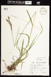 Bromus inermis image