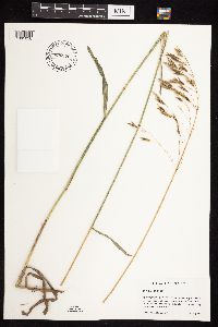 Bromus inermis image