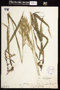 Bromus inermis image