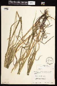 Bromus inermis image