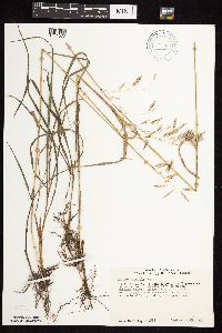 Bromus inermis image
