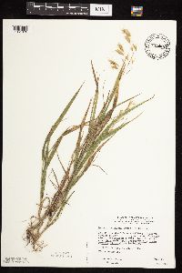 Bromus japonicus image