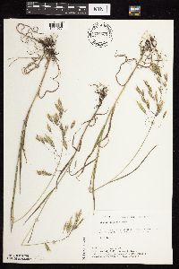 Bromus japonicus image