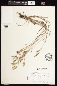 Media resource of Bromus japonicus