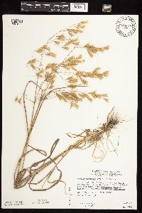 Bromus japonicus image