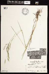 Bromus japonicus image