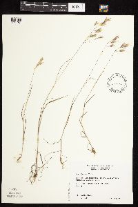 Bromus japonicus image