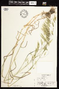 Bromus japonicus image