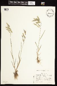 Bromus japonicus image