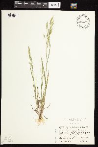 Bromus japonicus image