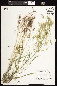 Bromus japonicus image