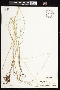 Bromus japonicus image