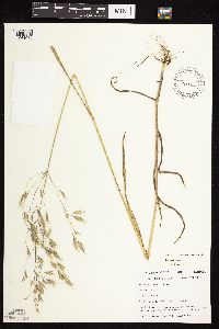 Bromus japonicus image