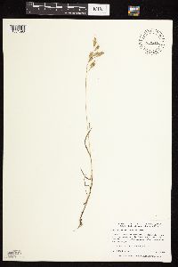 Bromus japonicus image