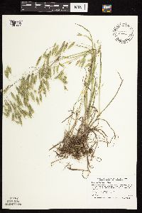 Bromus japonicus image