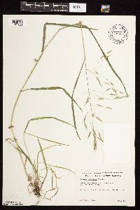 Bromus japonicus image