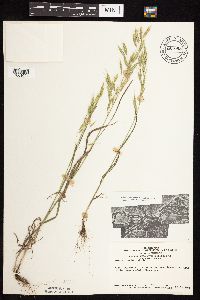 Bromus japonicus image
