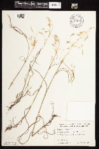Bromus japonicus image