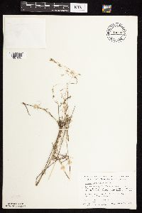 Bromus japonicus image