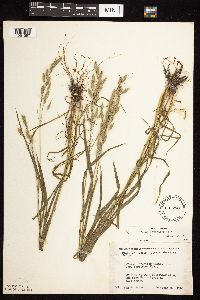 Bromus japonicus image