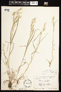 Bromus japonicus image