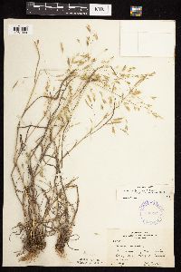 Bromus japonicus image
