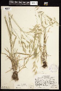 Bromus japonicus image