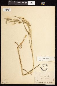 Bromus japonicus image