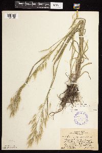 Bromus japonicus image