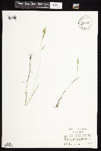 Bromus japonicus image
