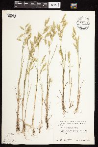 Bromus japonicus image