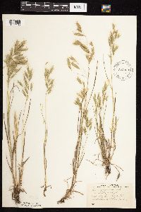 Bromus japonicus image