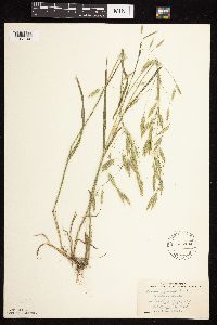 Bromus japonicus image
