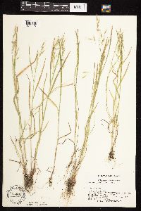 Bromus japonicus image