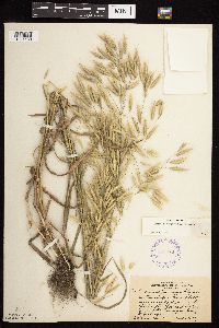 Bromus japonicus image