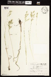 Bromus japonicus image